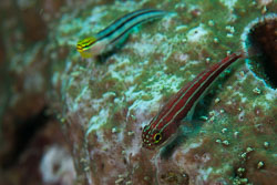 Combtooth blennies